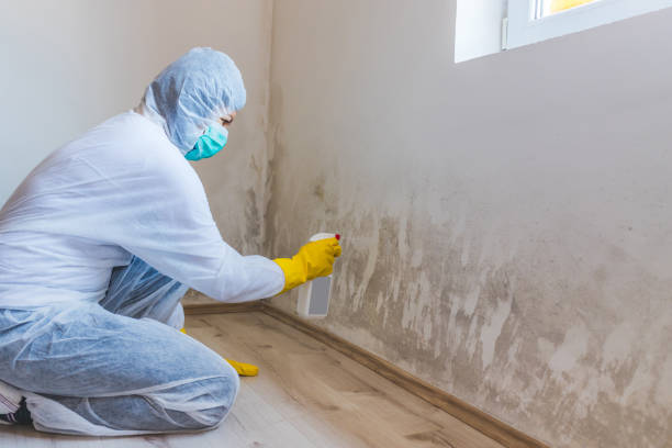 Mold Documentation for Insurance Claims in Anniston, AL