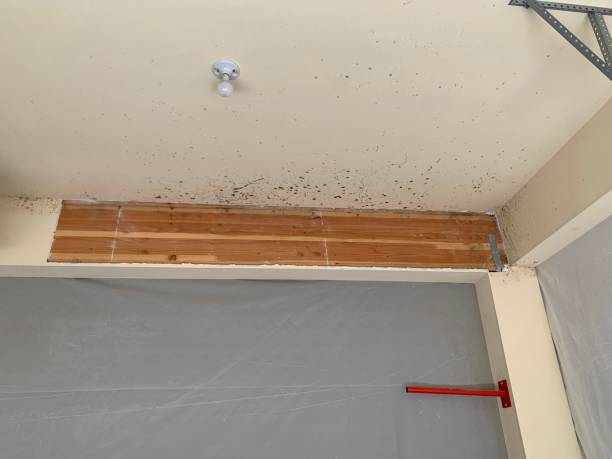 Professional Mold Removal in Anniston, AL