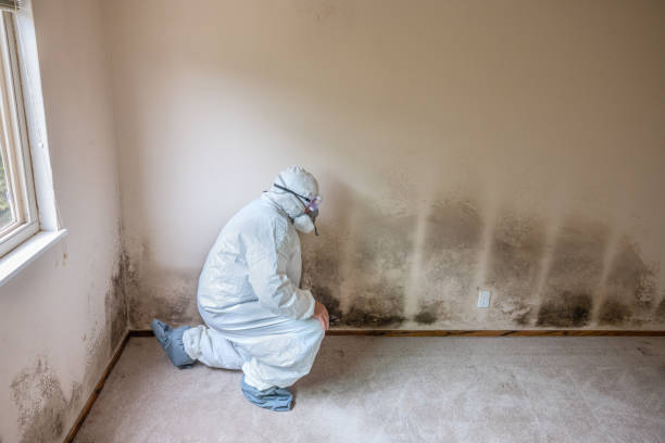 Best Mold Prevention Services  in Anniston, AL