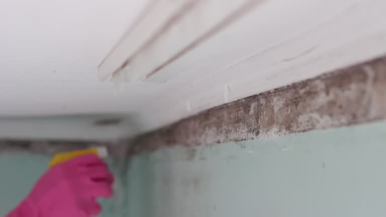 Trusted Anniston, AL Mold Removal Experts